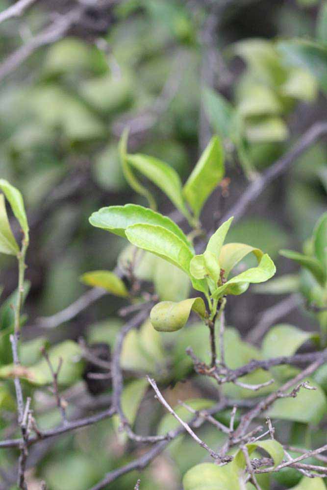              Sun leaves (Riverside, CA)       